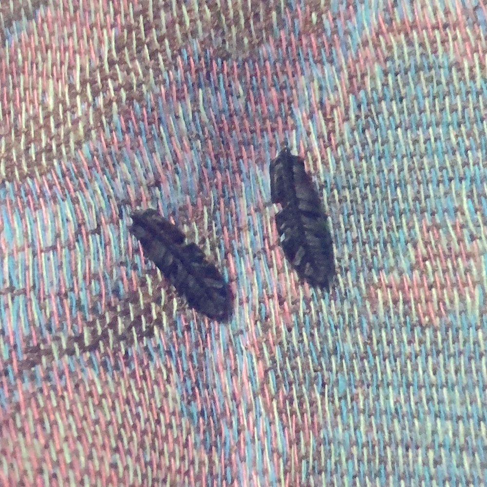 3 for $6 Jewelry 💎 Black Feather Earrings
